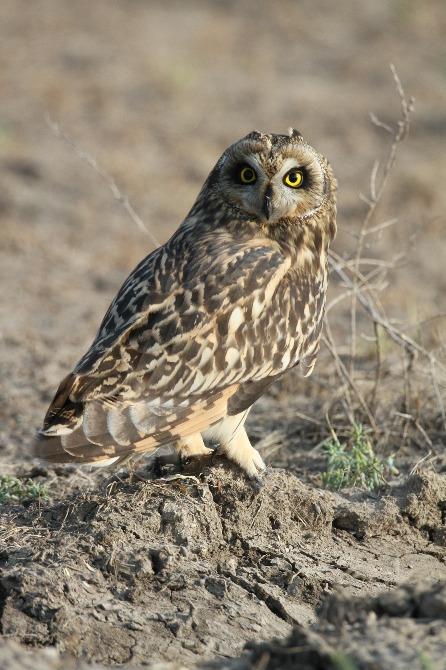 Short Eared Owl