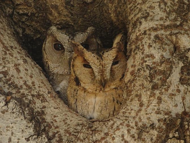 Indian Scops Owl