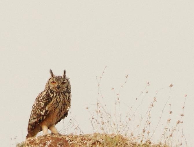 Indian eagle owl