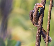 malabar grey hornbill