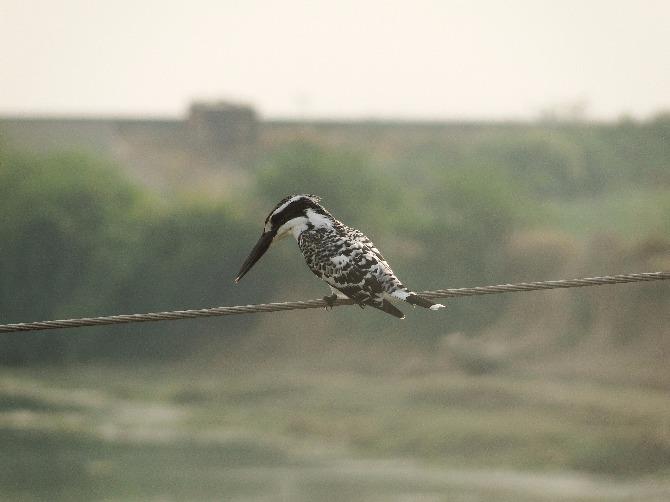 Pied Kingfisher