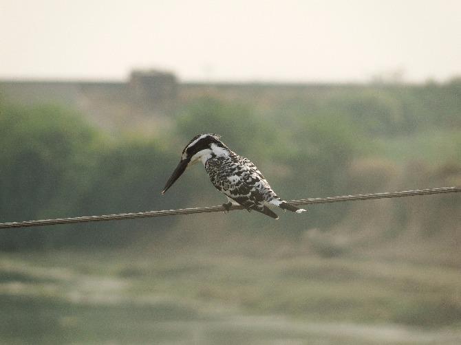 Pied Kingfisher