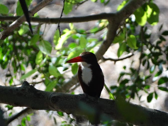 White breasted kingfisher