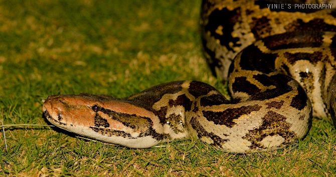 Indian rock python