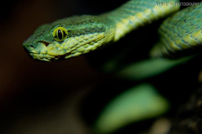 Bamboo pit viper(trimeresurus spp.)