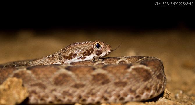 Saw-scaled viper