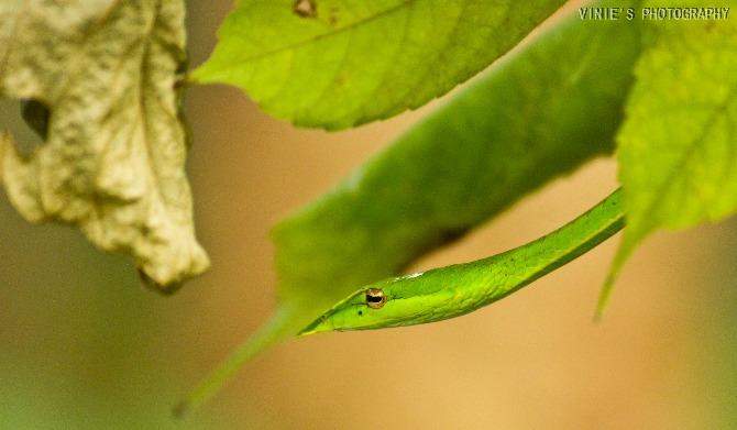 Green vine snake