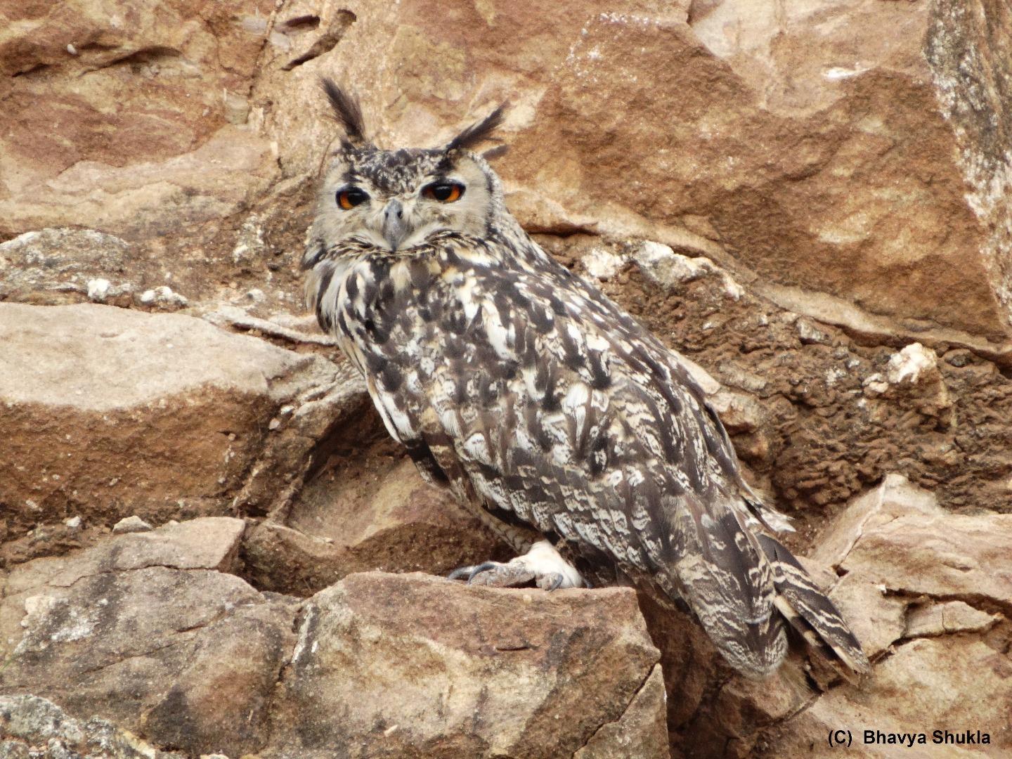 Rock Eagle Owl