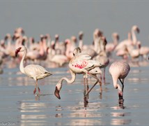 Lesser flamingo (Phoeniconaias