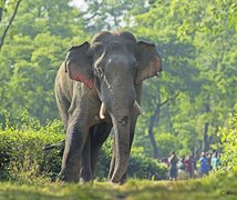  Indian Elephant