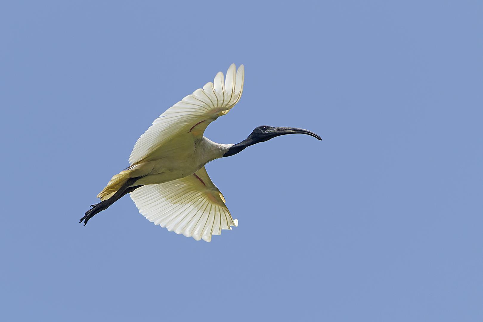 Black headed ibis