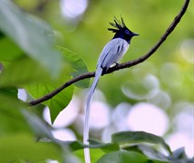 Indian Paradise Flycatcher 
