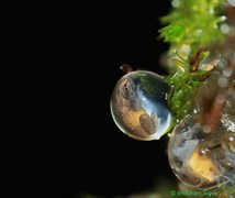 Amboli Bush Frog Egg
