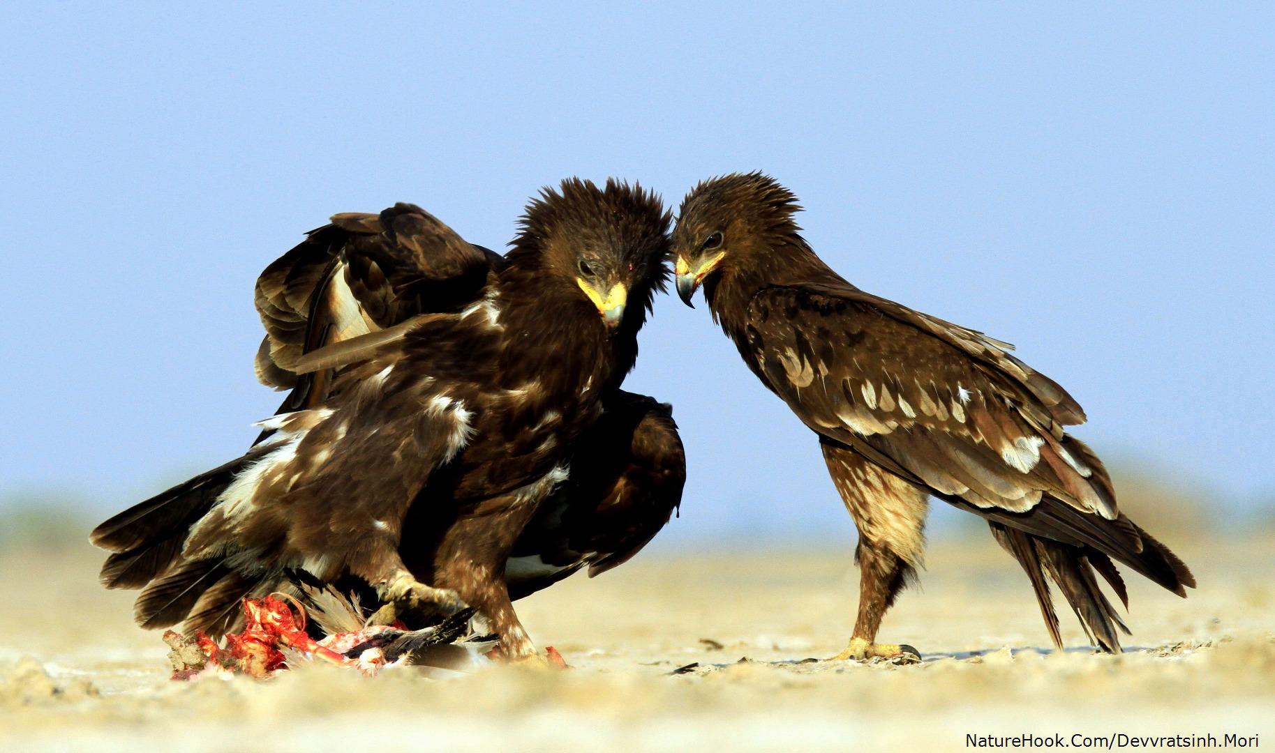 Greater Spotted Eagle (Clanga 