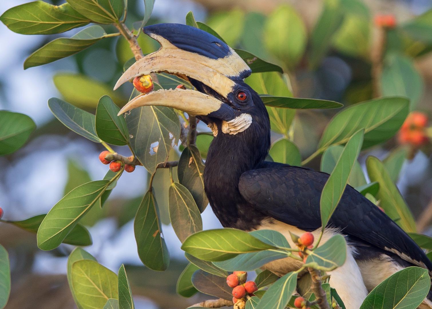 Malabar Pied Hornbill with the