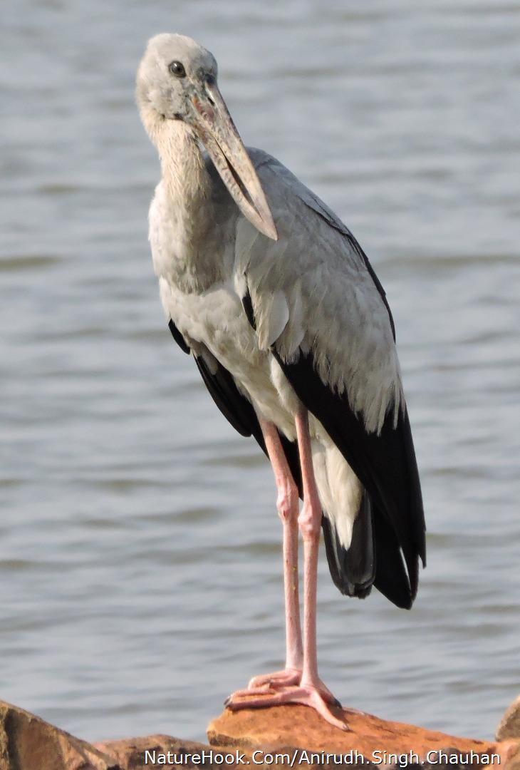 Asian Openbill stork