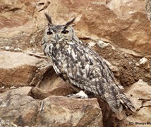 Rock Eagle Owl