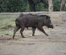 Wild boar