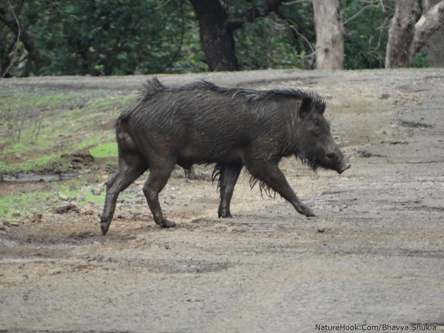 Wild boar