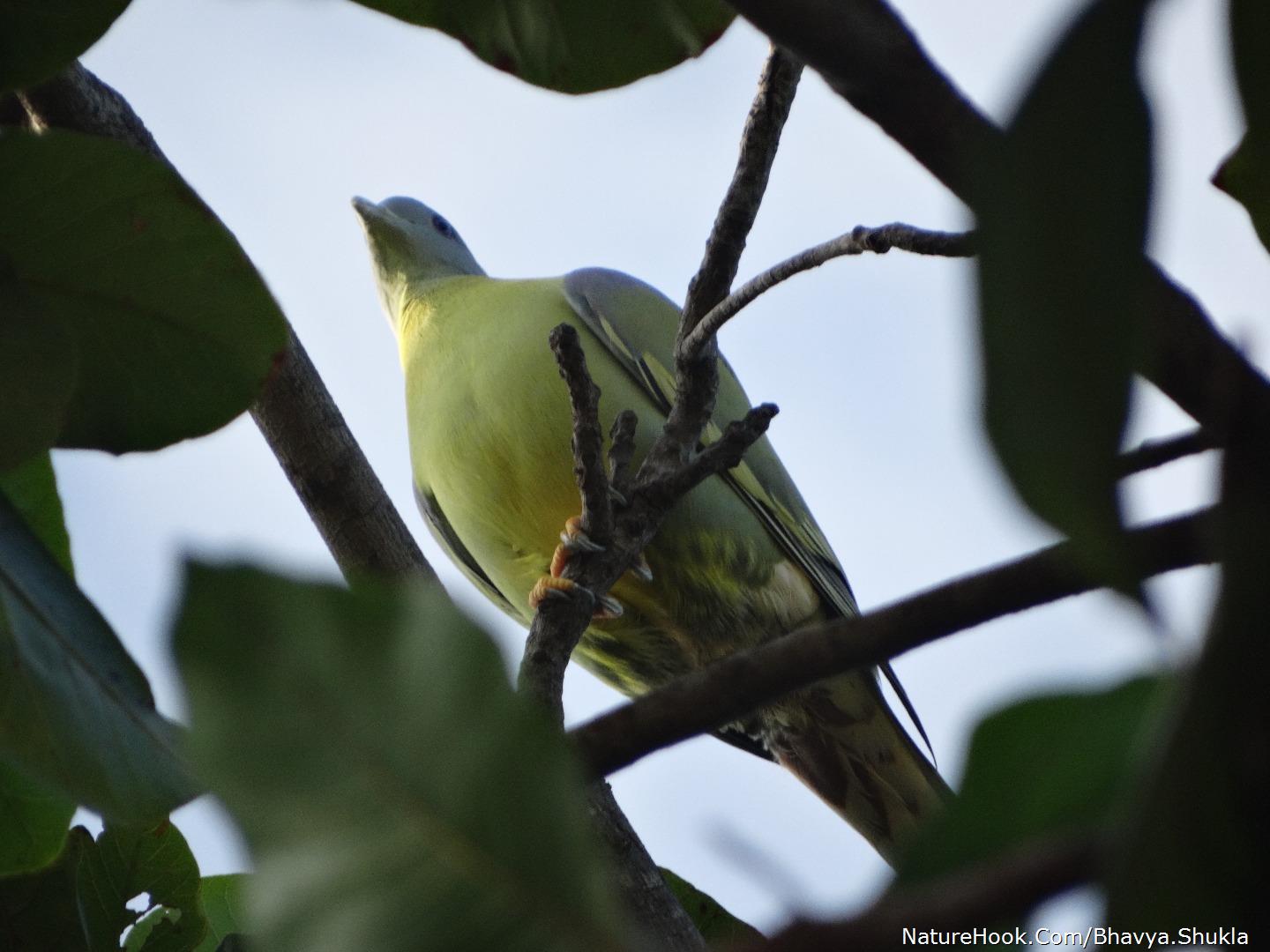 Green Pigeon