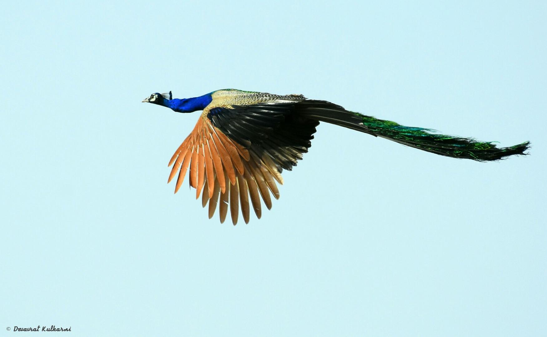 Indian Peafowl