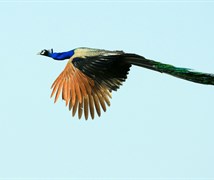 Indian Peafowl