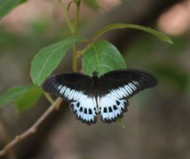 blue mormon