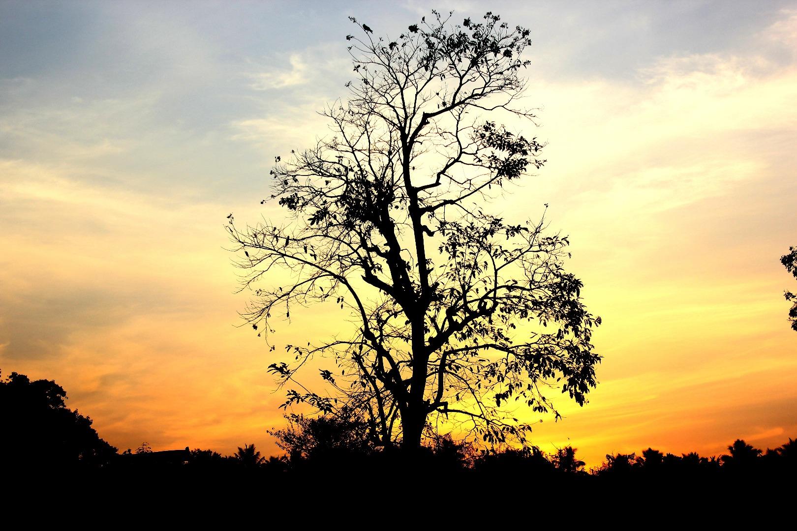 sunny tree