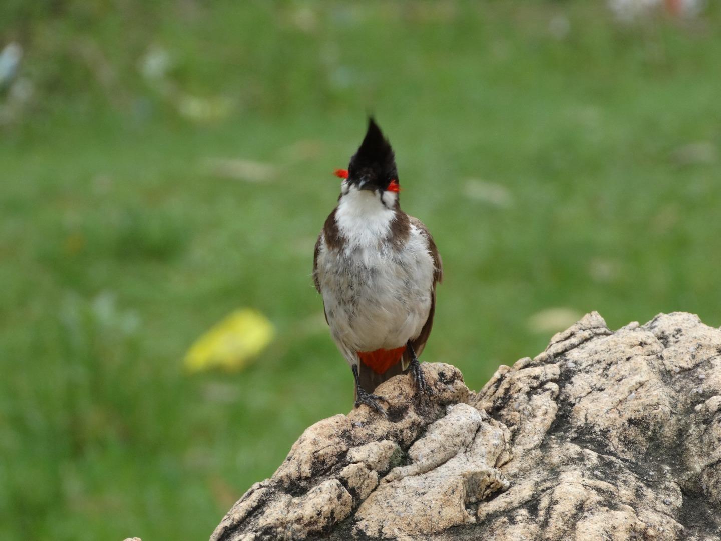 Red whiskered bulbul