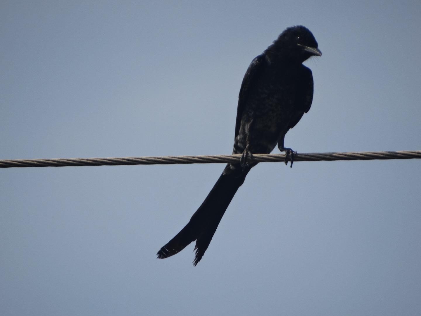 Black Drongo