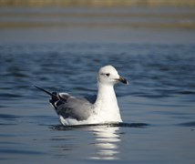 seagull