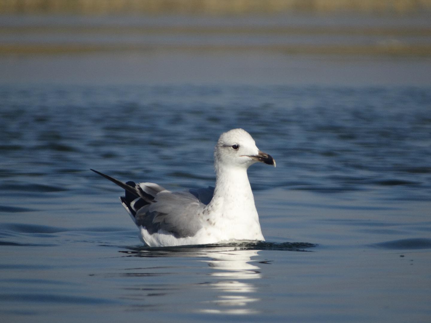 seagull