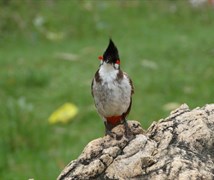 Red whiskered bulbul