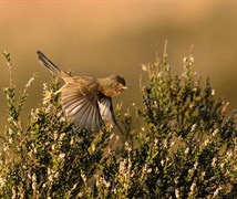 Dartford Warbler (Sylvia undat