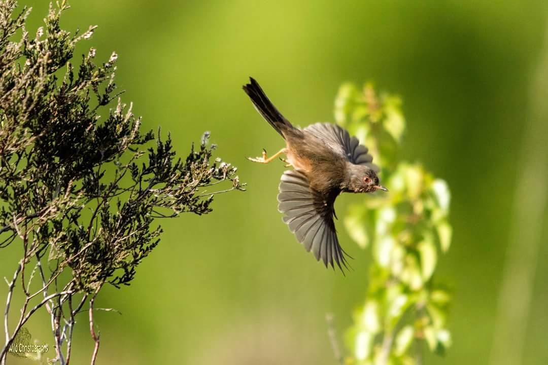 Dartford Warbler (Sylvia undat