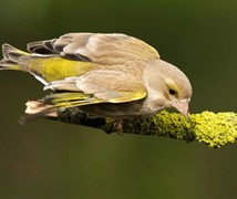 Dzwoniec/Greenfinch (Carduelis