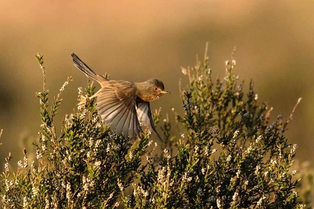 Dartford Warbler (Sylvia undat