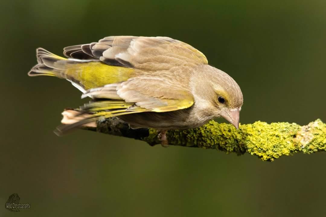 Dzwoniec/Greenfinch (Carduelis