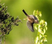 Dartford Warbler (Sylvia undat