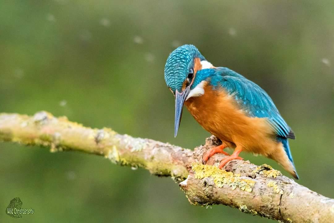 Common Kingfisher (Alcedo atth