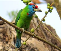 Blue throated barbet