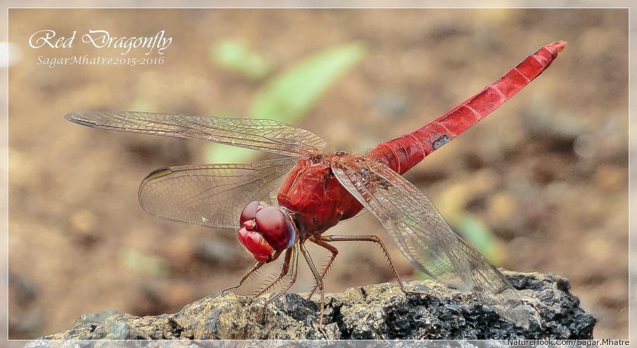 Dragonfly