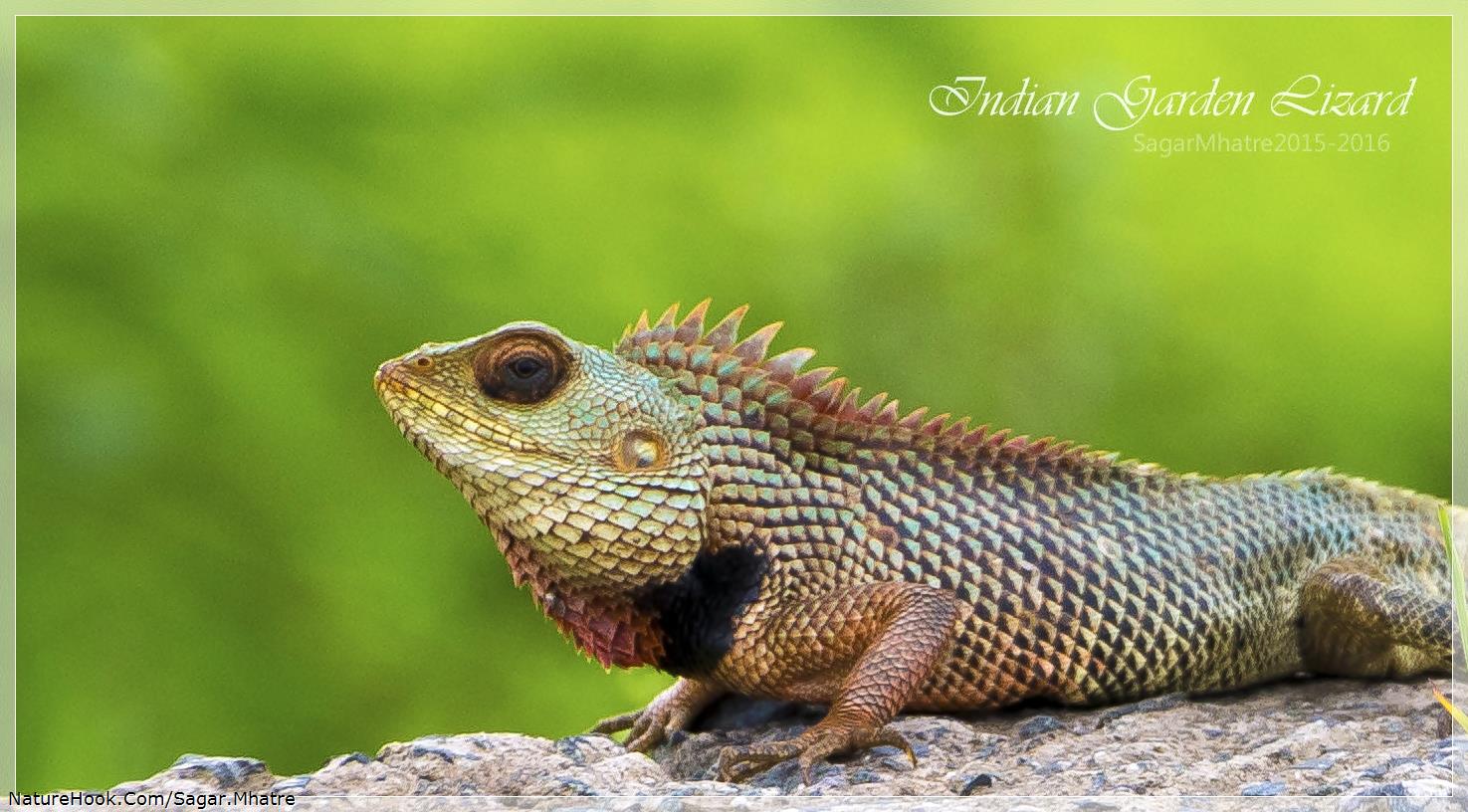 Garden Lizard