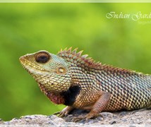 Garden Lizard