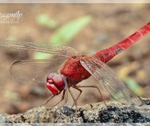 Dragonfly