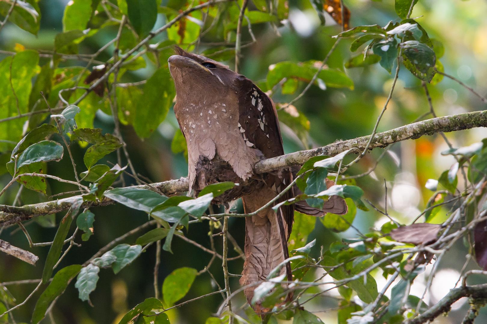 Large Frogmouth