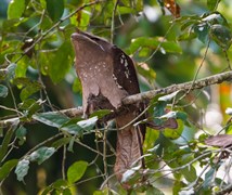 Large Frogmouth