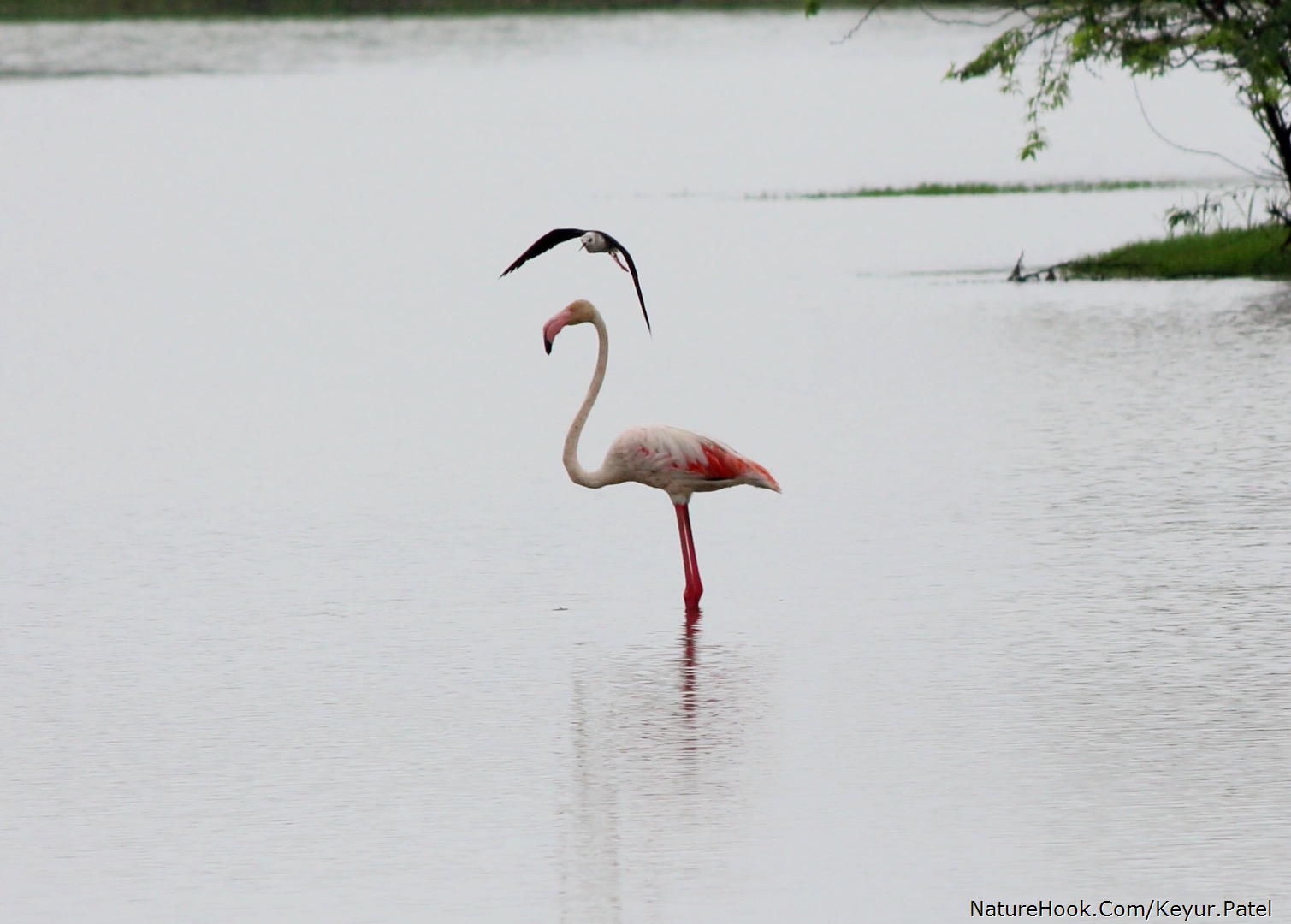 Flamingo