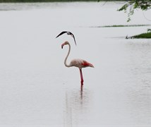 Flamingo