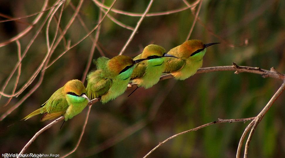 Green Bee Eater